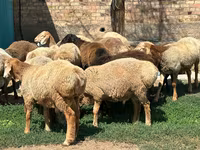 የጎትት አውራ በግ, Arashan sheep — ፎቶ 3