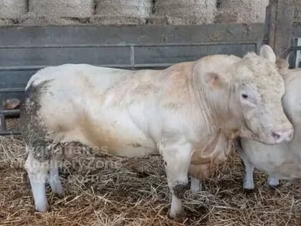 Tyre, Charolais cattle