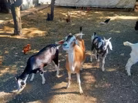Buk, Nubian Goat — foto 5