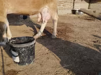 Bò đực, Gia súc — ảnh 4