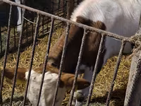 Bulle, Simmental cattle — Foto 4