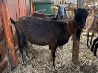 Ged, Nubian Goat — foto 1