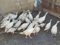 Turkeys — Foto 5