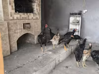 Chickens — Foto 5