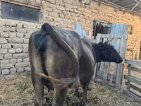 วัวตัวเมีย, Swiss cattle — รูปภาพ 1