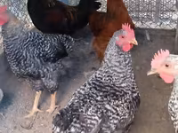 Chickens — foto 1