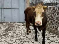 암소, Simmental cattle — 사진 2