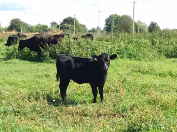 Cow, Aberdeen-Angus — Russia