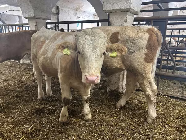 Bik, Simmental cattle