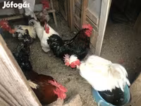 Chickens — sawirka 1