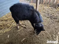 Billy Goat, Goats — photo 4