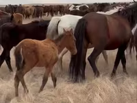 Stute, Horse breed — Foto 3