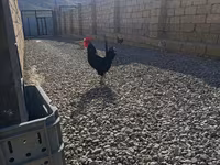 Chickens — 사진 4