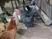 Chickens — รูปภาพ 3