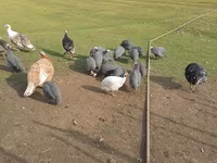 Turkeys — 사진 2