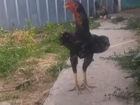 Chickens — عکس 3