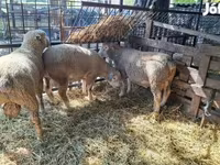 Κριός, Ile-de-France sheep — φωτογραφία 2