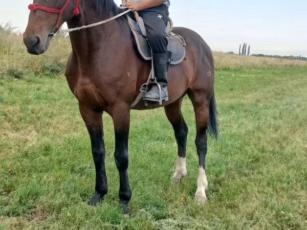 Cavalo, Arabian horse
