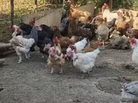 Chickens — zdjęcie 2