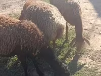 Pecora, Arashan sheep — foto 8