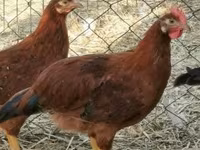 Chickens — zdjęcie 6