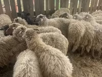 Får (parti, køn ikke angivet), Suffolk sheep — foto 3