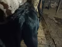گاو نر, Simmental cattle — عکس 7