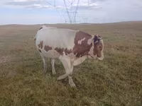 Touro, Simmental cattle — foto 2
