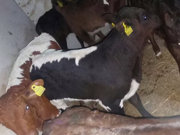 گاو و گوساله (گروه، جنسیت مشخص نشده), Russian Black pied cattle