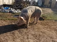 Babi betina, Пьетрен — foto 2