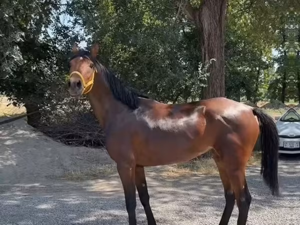 Mare, Anglo-Arabian — Kyrgyzstan