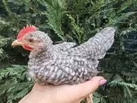 Guinea fowl — புகைப்படம் 4