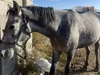 Άλογο, Orlov Trotter — φωτογραφία 6