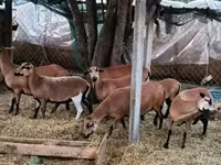Ovca, Cameroon sheep — fotografija 2