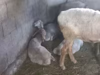 Oaie, Tian-Shan semifinewool sheep — foto 6