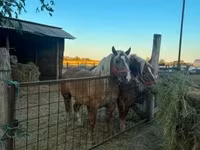 Kuda betina, Hungarian horse breed — foto 3