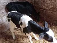 Toro, Russian Black pied cattle — foto 2