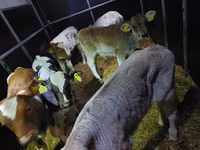 Bull, Simmental cattle — photo 2