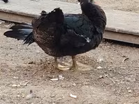 Ducks — 2. fotó