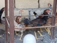 Chickens — fotografija 2