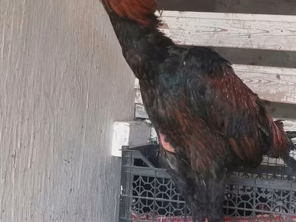 Hingst, Heste