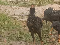 Chickens — عکس 3