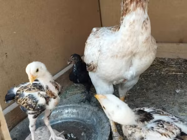 Chickens