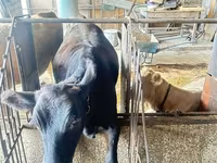 วัวตัวเมีย, Swiss cattle — รูปภาพ 1