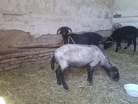 山羊（批次，未指定性别）, Goats — 照片 6