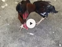 Chickens — عکس 2