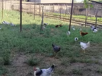Chickens — عکس 6