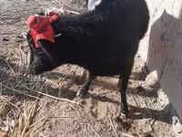 Lembu betina, Cattle — foto 5
