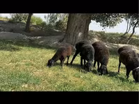 قوچ, گوسفند — عکس 2