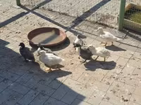 Ducks — ፎቶ 3